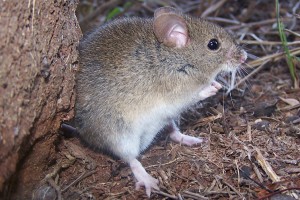 Calomys callosus