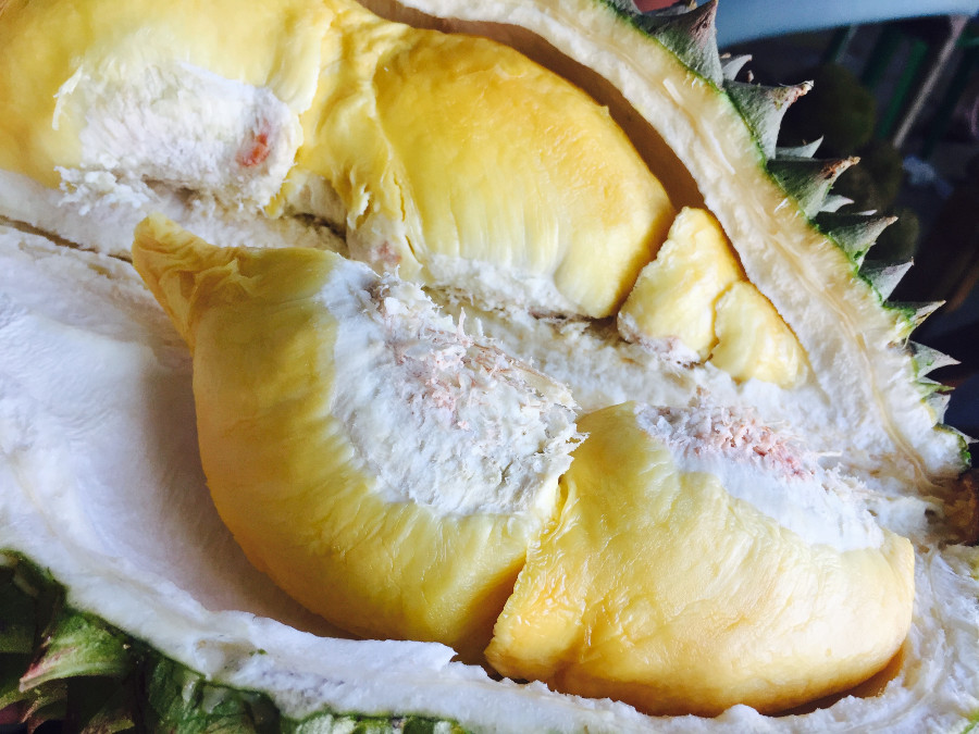 kehamilan durian