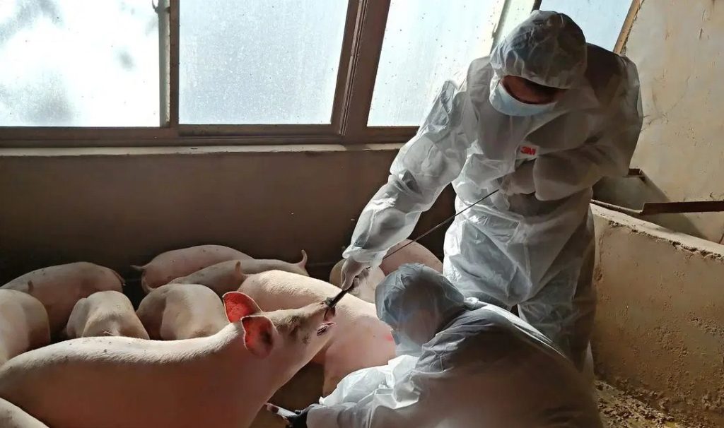 k24klik-vaksinasi-virus-flu-babi