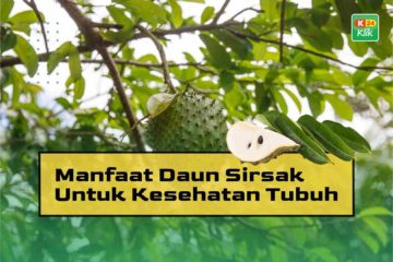 Manfaat Daun Sirsak Untuk Kesehatan Tubuh